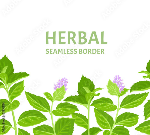 Vector horizontal seamless border with peppermint isolated on white background. Herbal pattern. Vector illustration of greenery in cartoon simple flat style. Floral frame.