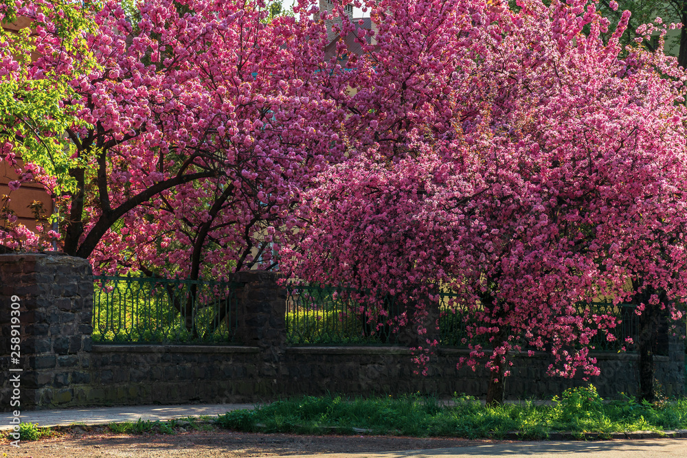 Naklejka premium streets of old town in sakura blossom. beautiful urban scenery in springtime. wonderful sunny weather