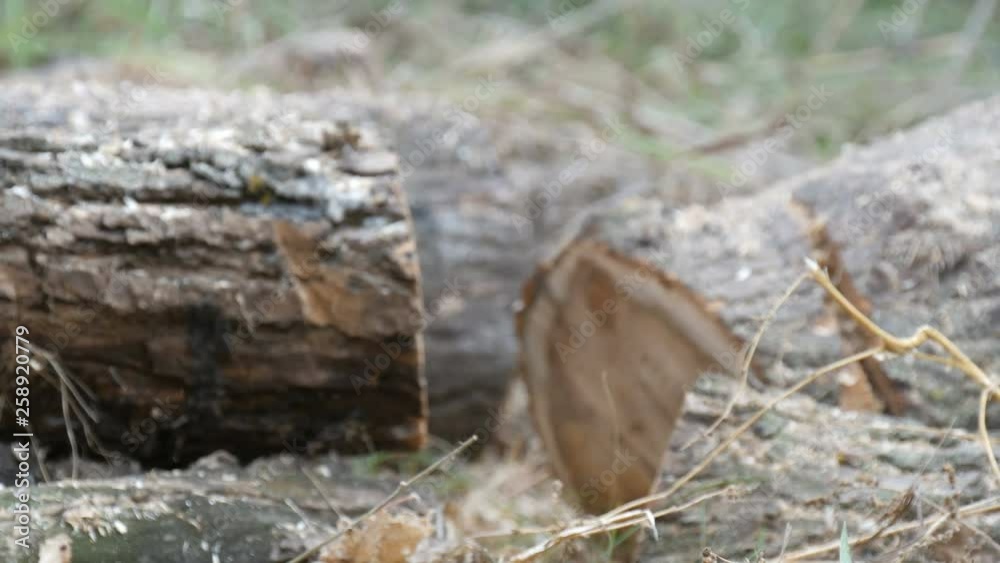 Man cuts dry tree trunks with chainsaw, sawdust fly everywhere