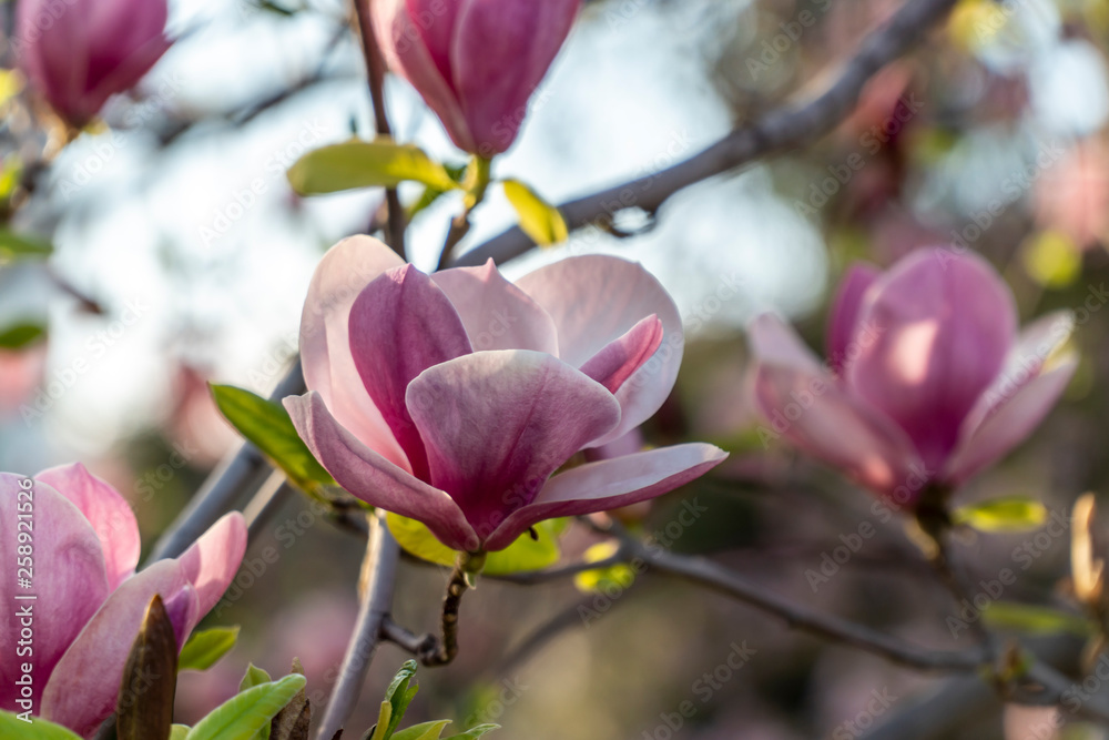 Magnolia flower closeup with many flowers in the background