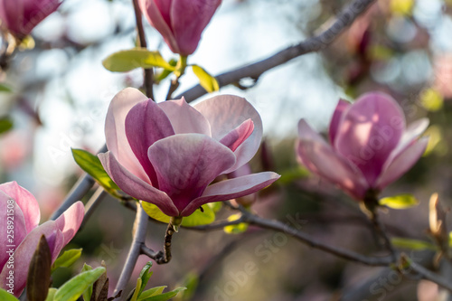 Magnolia flower closeup with many flowers in the background © nikolay100