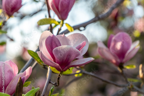 Magnolia flower closeup with many flowers in the background © nikolay100