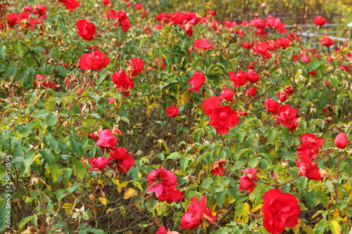 CAMPO DE ROSAS  flor  rojo  amapola  naturaleza  huerta  primavera  verano  verde  f  brica  dehesa  florecer  beldad  flora 