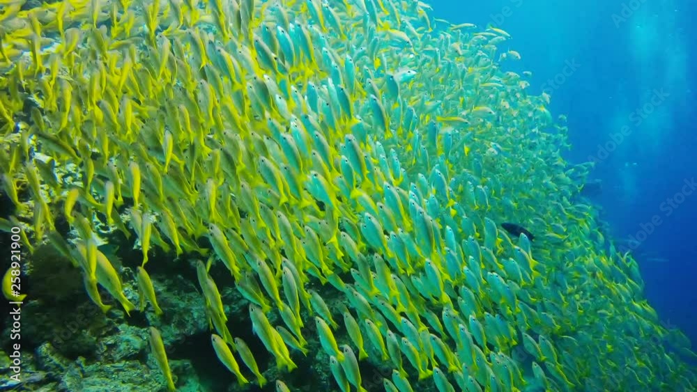 Idyllische Unterwasserwelt mit Fischen und Schwarmbewegungen Idyllische Unterwasserwelt mit Fischen und Schwarmbewegungen