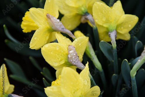 raindrops on yellow flowers