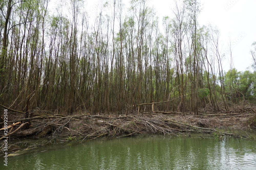 Obraz premium Young trees cut into a protected area