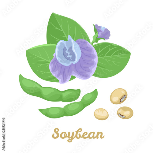 Soybean pods, green leaves and purple flowers. Vector illustration of legumes isolated on white background. Cartoon simple flat style.