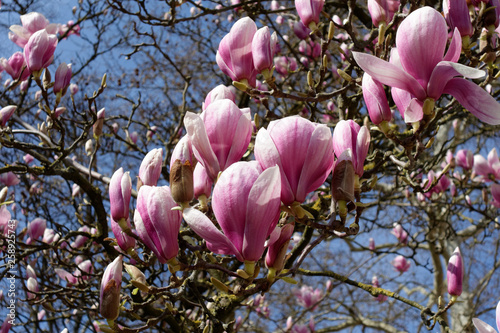 A cherry blossom is a flower of several trees of genus Prunus, particularly the Japanese cherry. Macro photography.