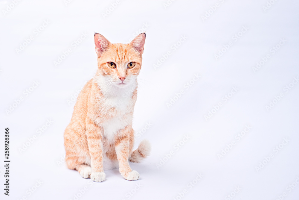 ginger stray cat in white background