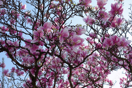 A cherry blossom is a flower of several trees of genus Prunus, particularly the Japanese cherry. Macro photography.