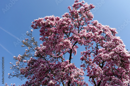 A cherry blossom is a flower of several trees of genus Prunus, particularly the Japanese cherry. Macro photography.