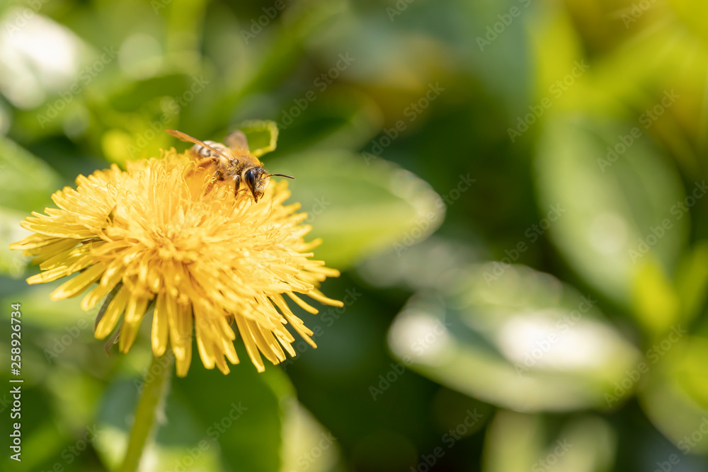 Biene auf einer Löwenzahnblüte Biene auf einer Löwenzahnblüte