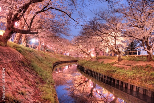 cherry blossom 日本の夜桜 船橋 海老川 千葉 ライトアップ 春