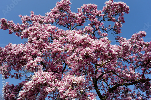 A cherry blossom is a flower of several trees of genus Prunus, particularly the Japanese cherry. Macro photography.