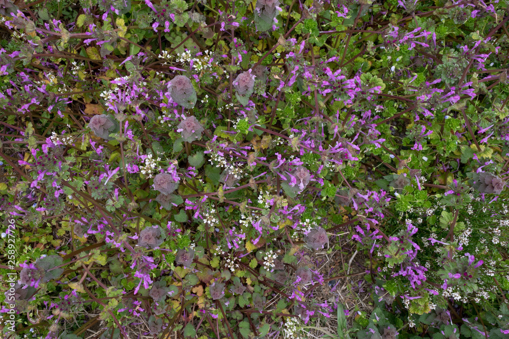 Obraz premium Henbit flowers