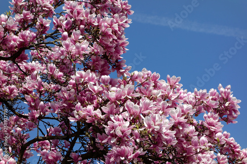 A cherry blossom is a flower of several trees of genus Prunus, particularly the Japanese cherry. Macro photography.
