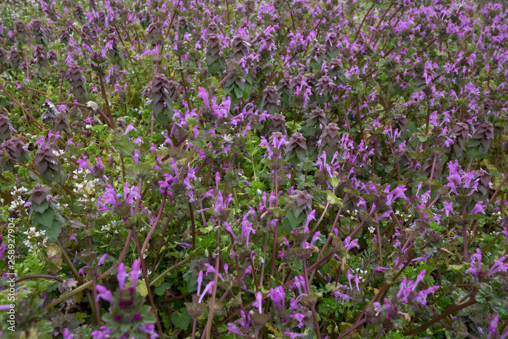 Henbit flowers Henbit flowers