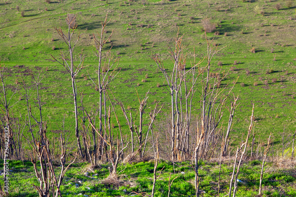 fresh green grass and young trees in the spring