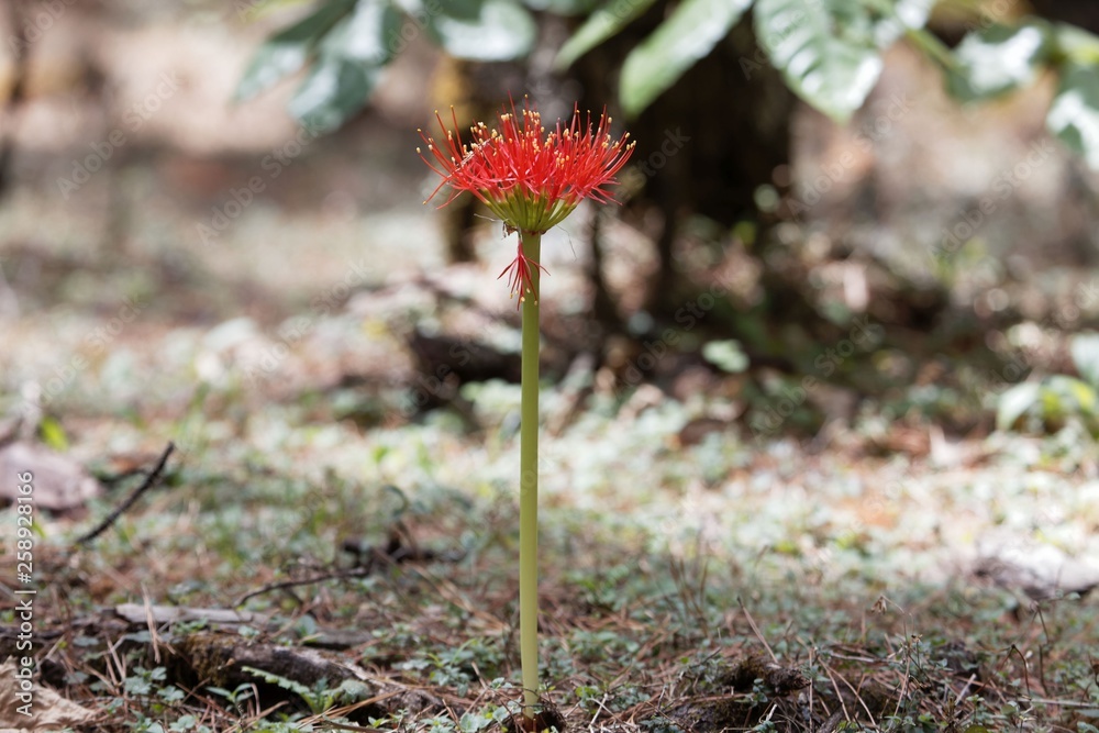 Flower of a blood lily, Scadoxus multiflorus