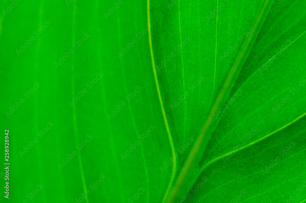 Close up of green leaf for background. Soft focus. Copy space for text. Close up of green leaf for background. Soft focus. Copy space for text.