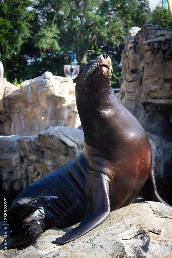 Fototapeta premium Sea Lion