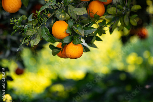 orange trees with fruits on plantation