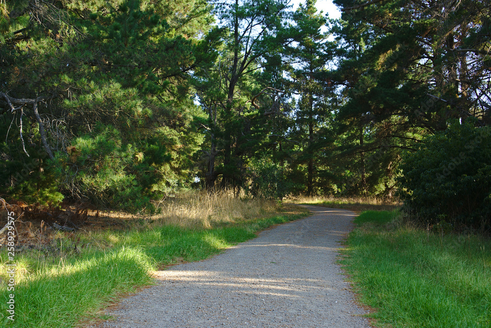 Fototapeta premium Walking path with green grass and trees at the sides