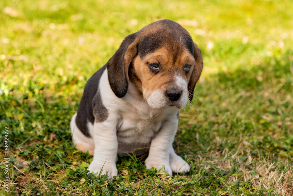 Beautiful beagle puppy on the green grass