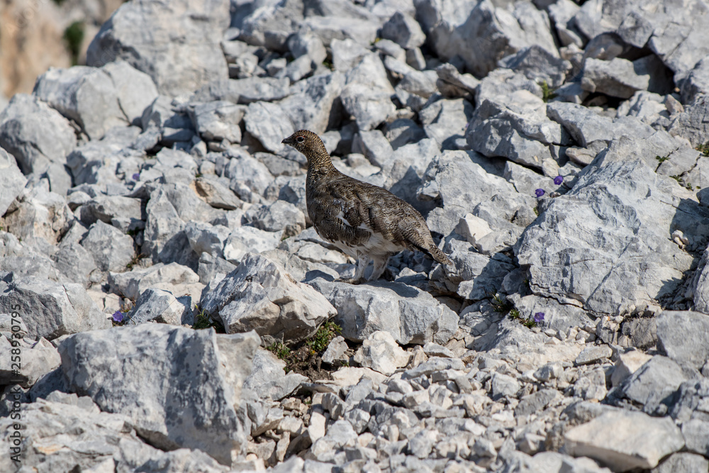 rock ptarmigan in the mountains