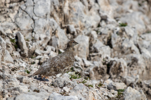 rock ptarmigan on the rock close up