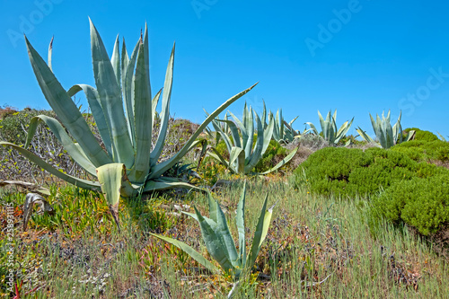 Aloe plants in the fields from Alentejo in Portugal