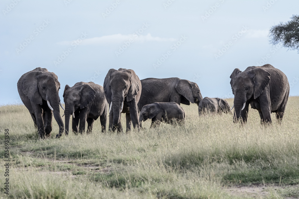 Group of Elephant in Massai Mara Group of Elephant in Massai Mara