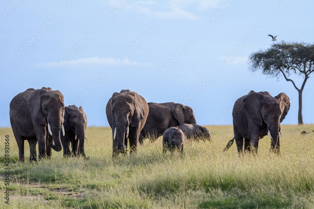 Group of Elephant in Massai Mara