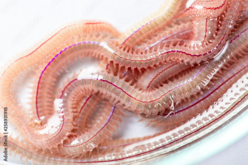 Sand Worm (Perinereis sp.) is the same species as sea worms (Polychaete),  Living in a beach area with relatively shallow water levels for education  in laboratory. Stock Photo