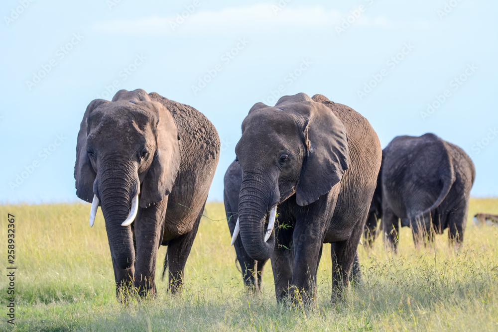 Group of Elephant in Massai Mara Group of Elephant in Massai Mara