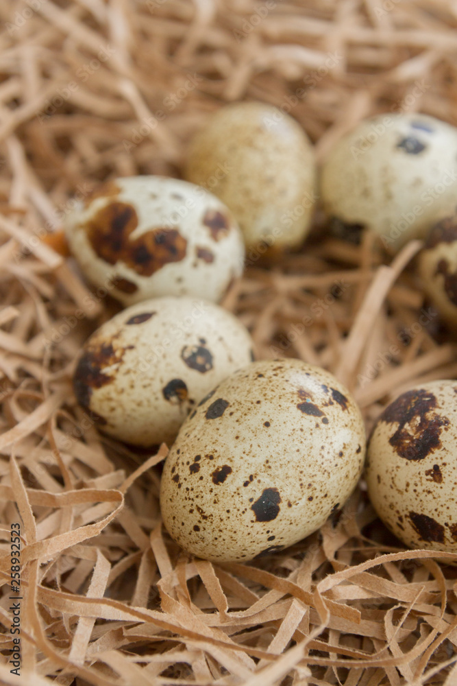 Quail spotted eggs lie on paper strips in the form of hay Quail spotted eggs lie on paper strips in the form of hay