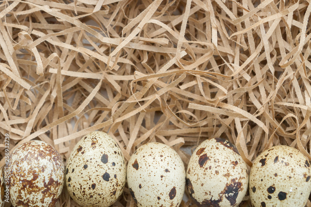 Quail spotted eggs lie on paper strips in the form of hay Quail spotted eggs lie on paper strips in the form of hay