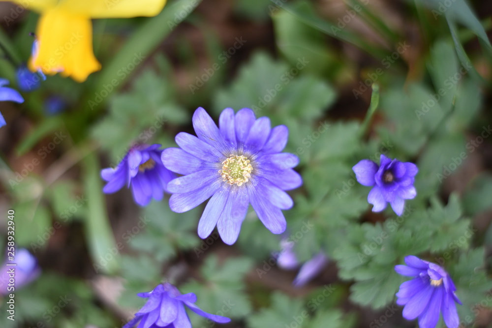 Fototapeta premium Anemone Blue Shades (Anemone blanda) Balkan-Windröschen