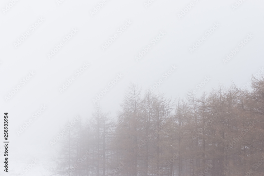 Árboles en invierno en un paisaje nevado con niebla Árboles en invierno en un paisaje nevado con niebla