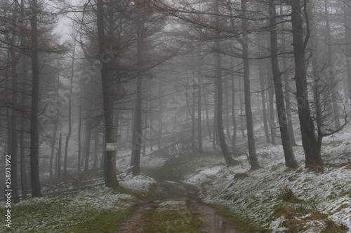 Camino entre árboles en invierno