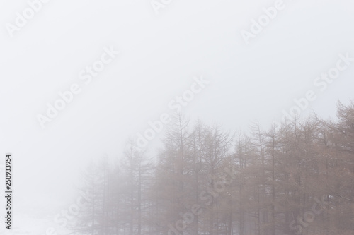 Árboles en invierno en un paisaje nevado con niebla © glizondo