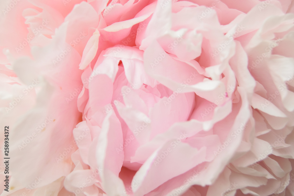 Flower pink peony closeup. Flower pink peony closeup.