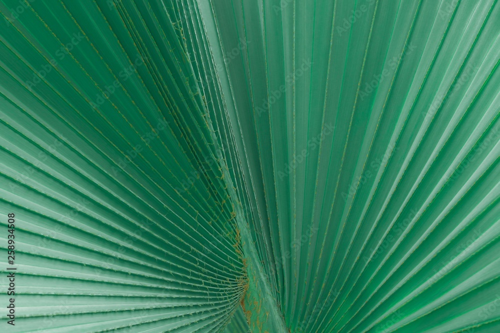 Obraz premium texture of green palm leaf with line for background