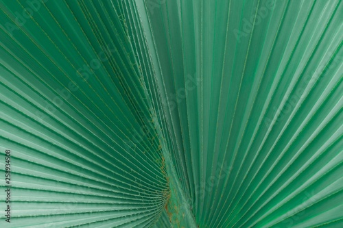 texture of green palm leaf with line for background