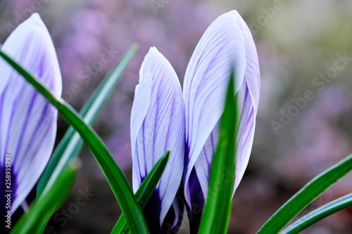 The first spring flowers snowdrops photo