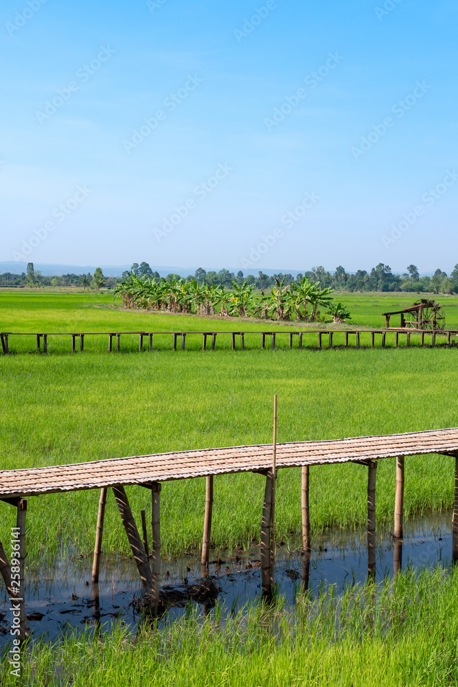 Vintage wooden bridge in the rice field at the countryside