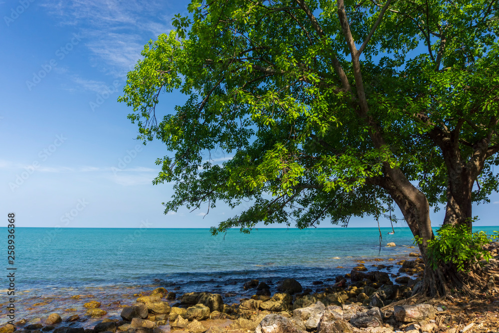 tree on the rock beach