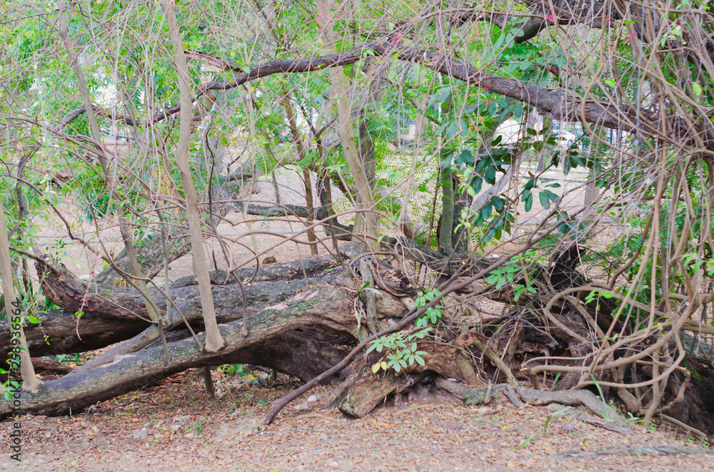 picture of fallen tree perfect for taking pictures picture of fallen tree perfect for taking pictures