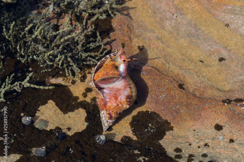 snail in the water