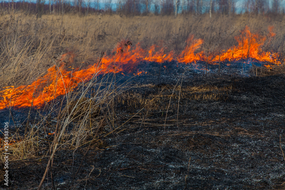 Burning dry grass. High fire quickly spreads due to strong wind, burning everything in its path. Burning dry grass. High fire quickly spreads due to strong wind, burning everything in its path.